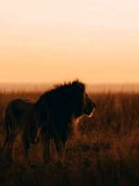 Wildlife Galore! 3 Days in the 1500km² Masai Mara!
