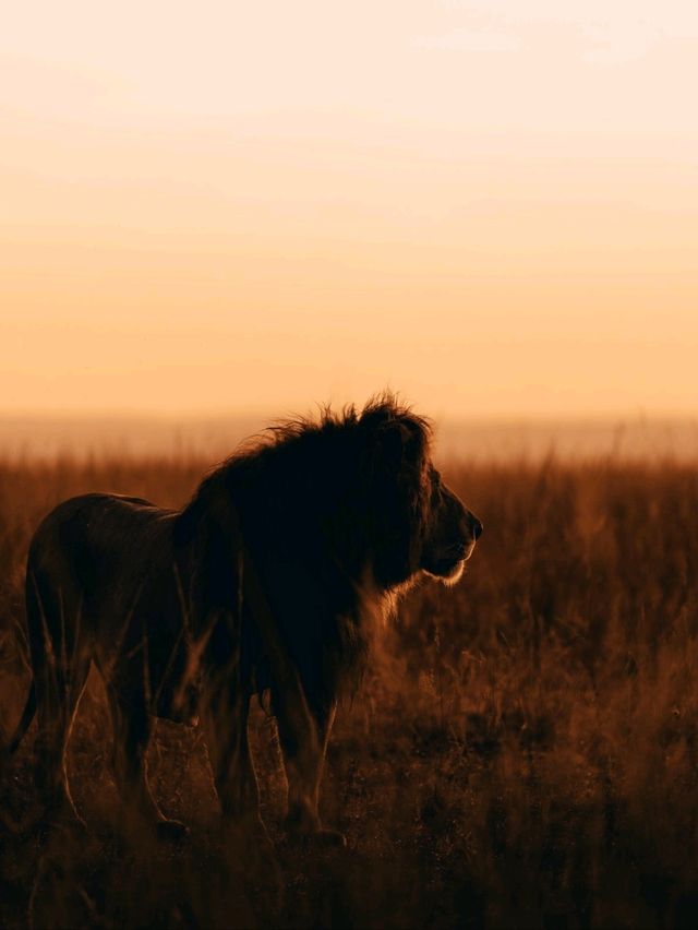 Wildlife Galore! 3 Days in the 1500km² Masai Mara!