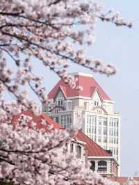 Chasing Sakura at Shandong🌸