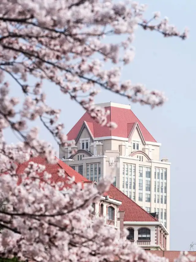 Chasing Sakura at Shandong🌸