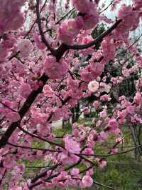 Urban Sakura Magic: When Nanyang Road Painted Itself Pink