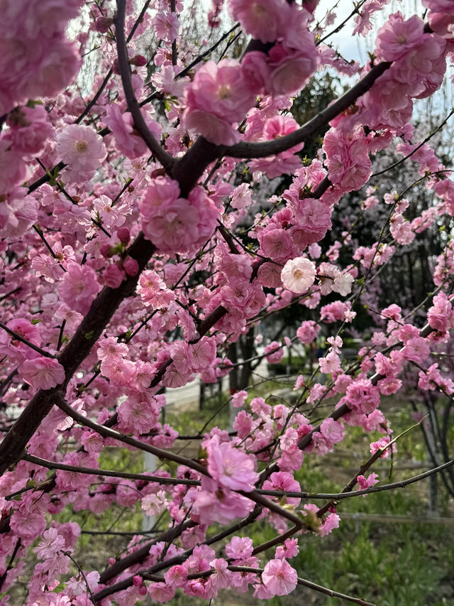Urban Sakura Magic: When Nanyang Road Painted Itself Pink
