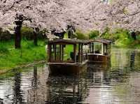 Chasing Sakura at Jikkokubune Canal Cruise