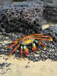 🌿 Discover Española Island – A Wildlife Wonderland! 🦜🐢