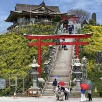 Chasing Sakura at Kabushima Island