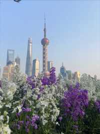 Shanghai in March and April looks like this! 🌸
