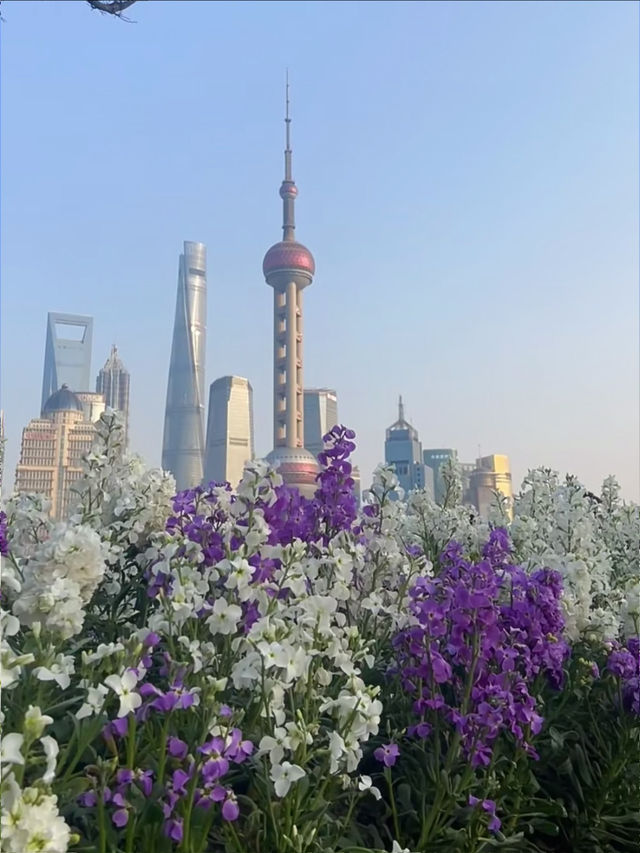 Shanghai in March and April looks like this! 🌸