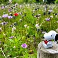 Shibazakura Garden, Japan: A Springtime Wonderland