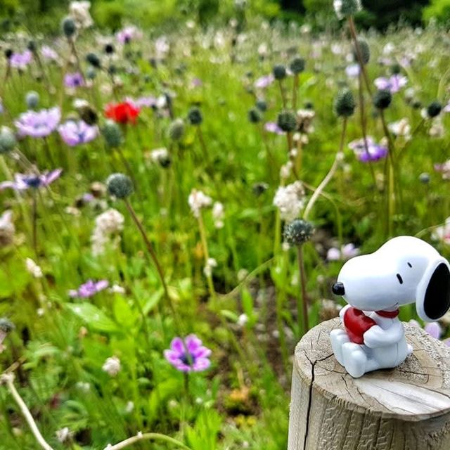 Shibazakura Garden, Japan: A Springtime Wonderland