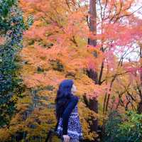 Kyoto không đông đúc - Enkouji Temple