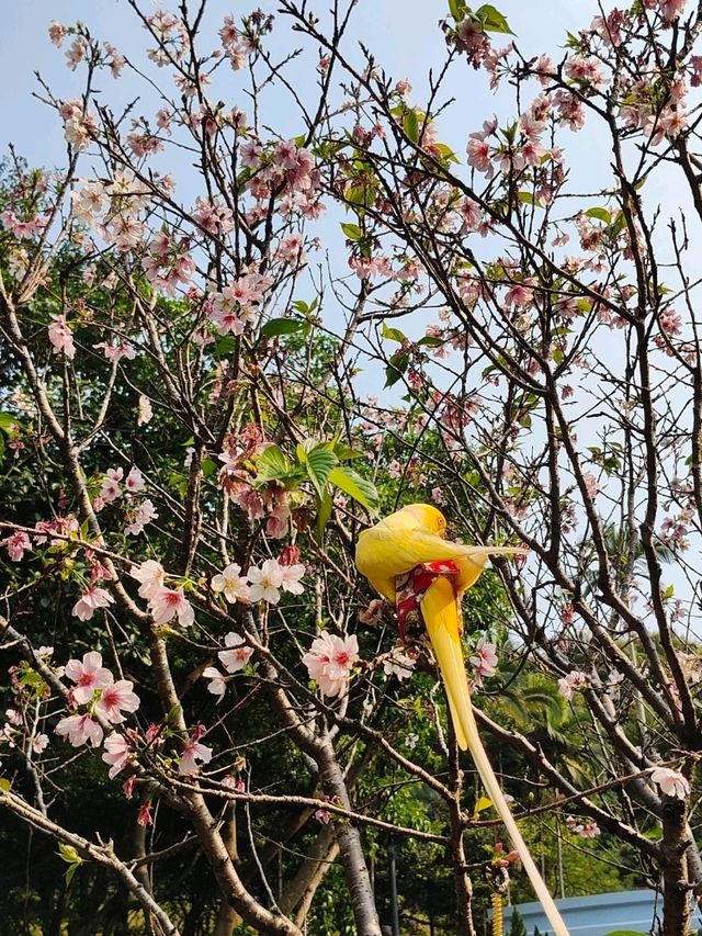 鳥語花香