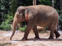 #珍珠野生動物園（Vinpearl Safari Phu Quoc）-越南富國島