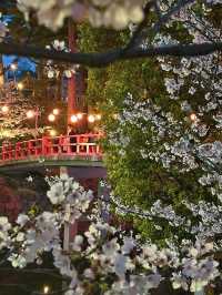 岡崎城の夜桜🌸