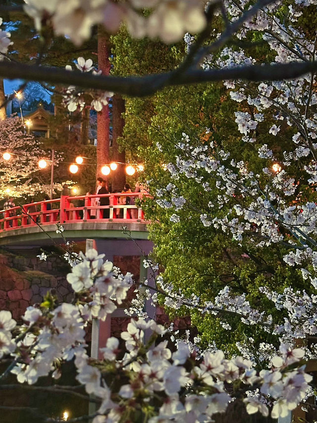 岡崎城の夜桜🌸