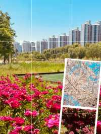 Spring's Urban Escape: Relaxing by the Water at Silgaecheon