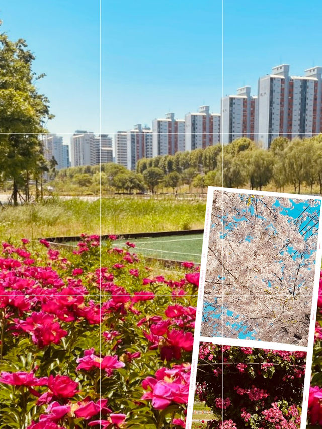 Spring's Urban Escape: Relaxing by the Water at Silgaecheon
