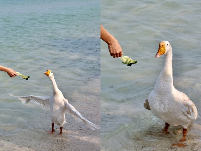 ‘ถ่ายภาพกับห่าน’ กิจกรรมสุดน่ารักที่หาดเทียน💖