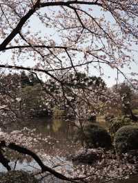 新宿御苑櫻花開🌸春遊好去處