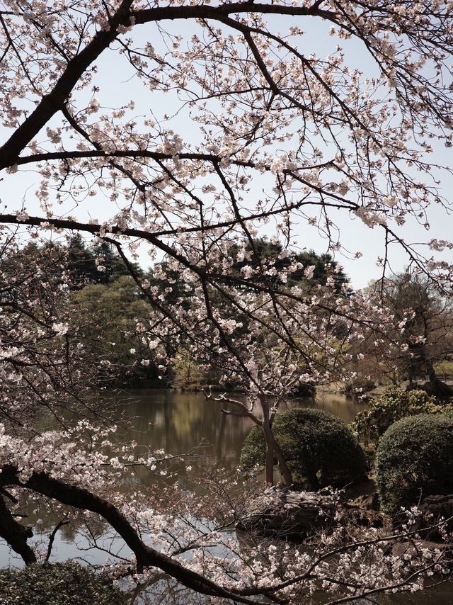 新宿御苑櫻花開🌸春遊好去處
