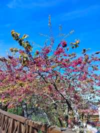 เตรียมตัวไป Alishan สายธรรมชาติห้ามพลาด ep.1