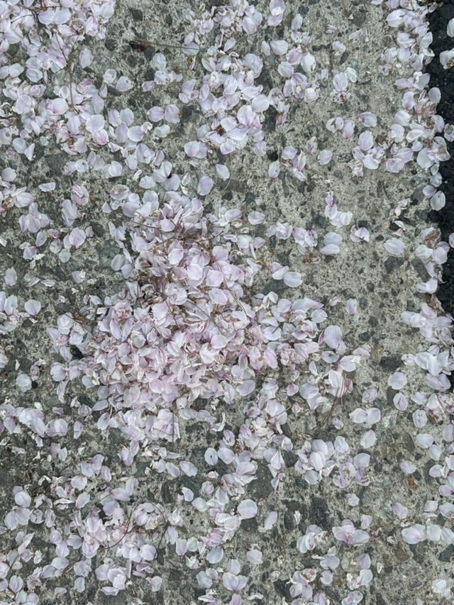 수암골 감성 한가득, 청주 카페 풀문에서 여유 한잔🤍🌸