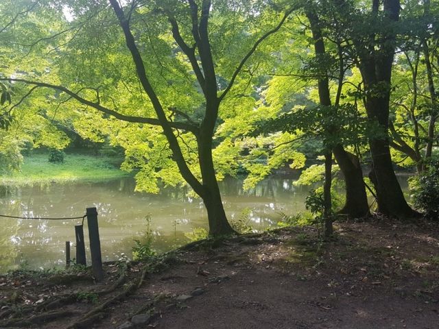 [🇯🇵京都] 緑に包まれる癒しの時間―京都府立植物園で感じる自然の息吹