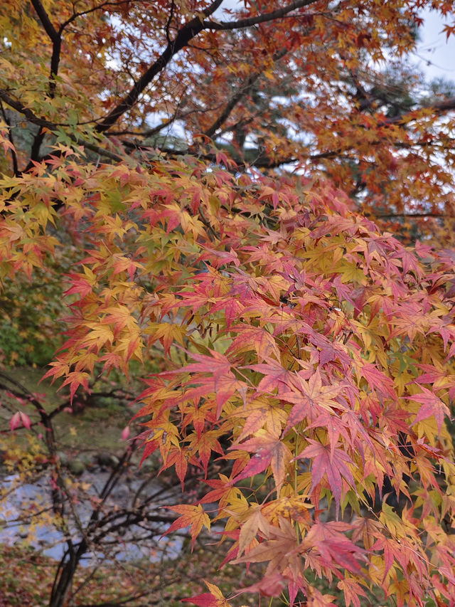 日本名古屋 | 兼六園