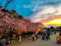 【名古屋】春の風物詩✨名古屋城のさくら祭り🏯🌸