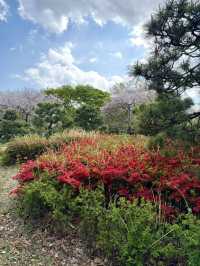 A Spring Stroll at Kyunakagawa Mizube Park