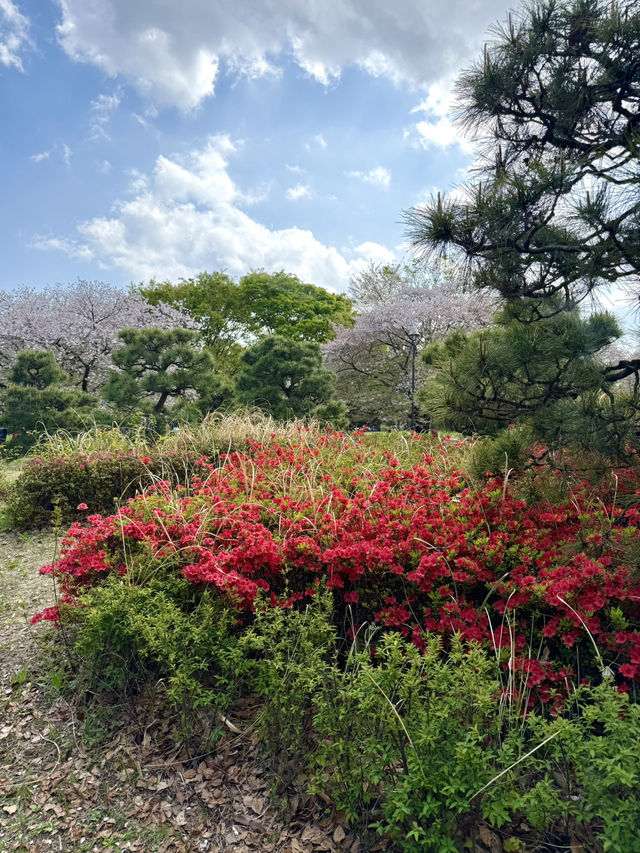 A Spring Stroll at Kyunakagawa Mizube Park