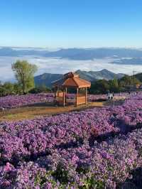 거창 감악산 아스타 국화 축제 보라빛 풍경💜