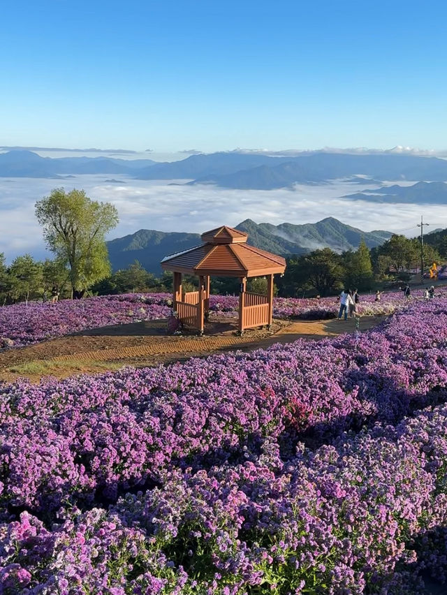 거창 감악산 아스타 국화 축제 보라빛 풍경💜