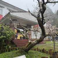 祝山觀日步道 Zhushan Sunrise Trail