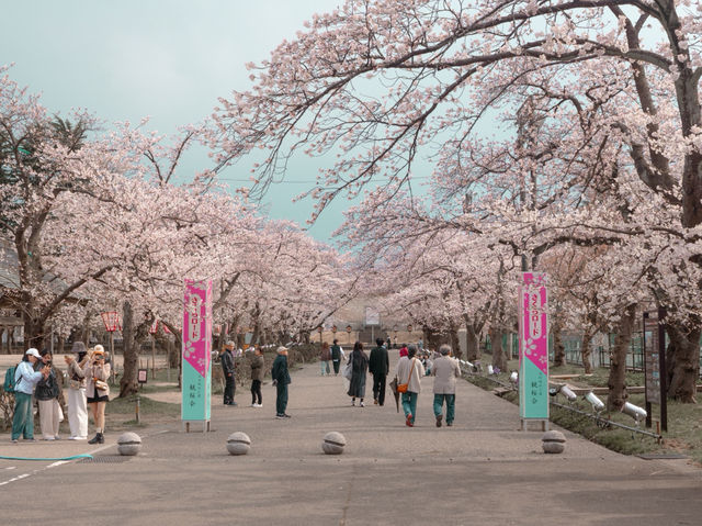 在高田城址公園賞櫻