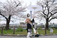 🌸✨ A Spring Day Among Cherry Blossoms at Sumida Park ✨🌸