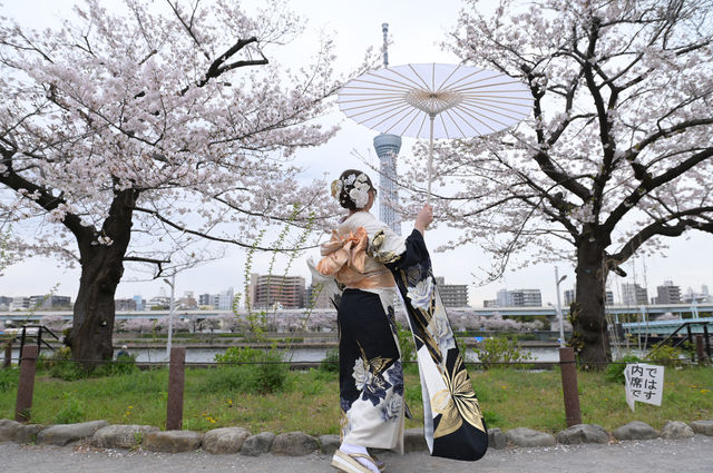 🌸✨ A Spring Day Among Cherry Blossoms at Sumida Park ✨🌸