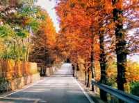 Autumn Magic in Zhangjiajie: A Peaceful Escape into Nature's Colors