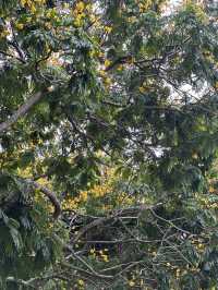 Golden Rain of Summer – The Poetry of Fallen Peltophorum Blossoms