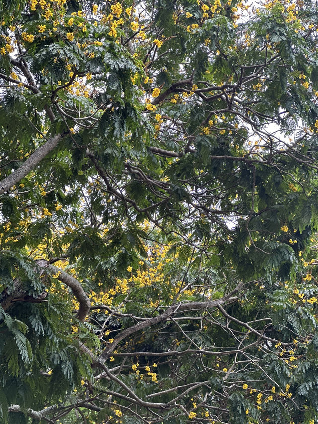Golden Rain of Summer – The Poetry of Fallen Peltophorum Blossoms