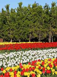 A Tulip Paradise and Family Fun 