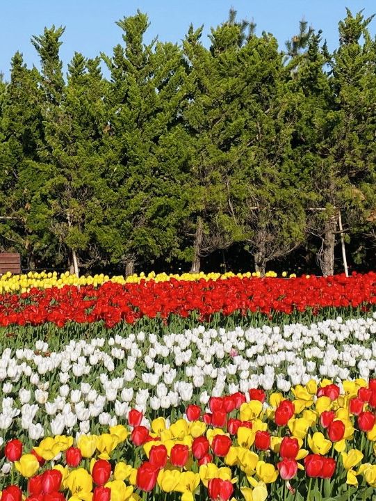 A Tulip Paradise and Family Fun 