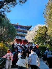 春日裡的景山公園，悄悄推薦選周末去！