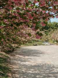Chaoyang Park Cherry Blossoms-Downtown Beijing’s Urban Sakura Escape