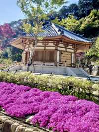 Spring Bliss at Hattasan Soneiji – Pink Moss in Full Bloom!