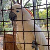 Sunday Morning at Ragunan Zoo