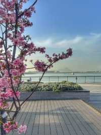 Cherry Blossoms Guide at Tung Chung Hongkong