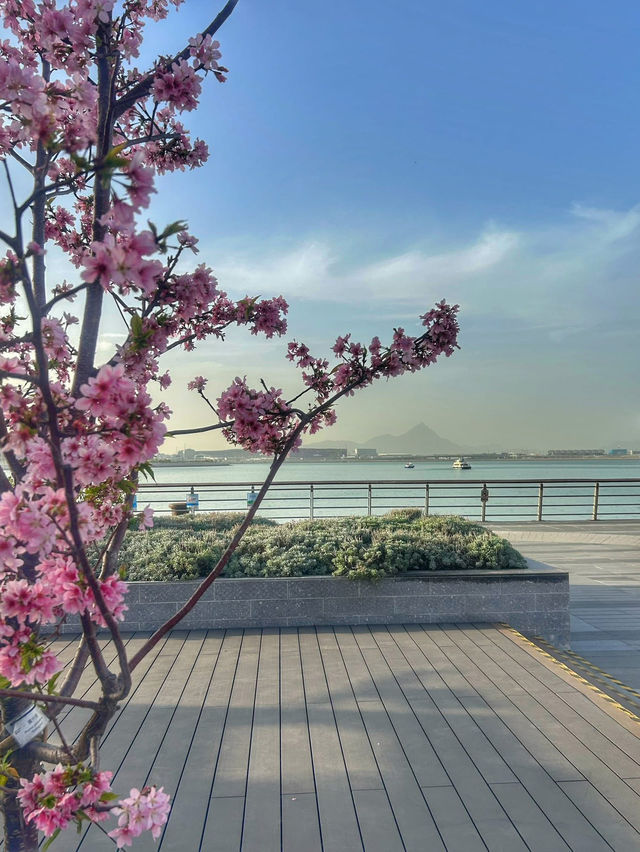 Cherry Blossoms Guide at Tung Chung Hongkong