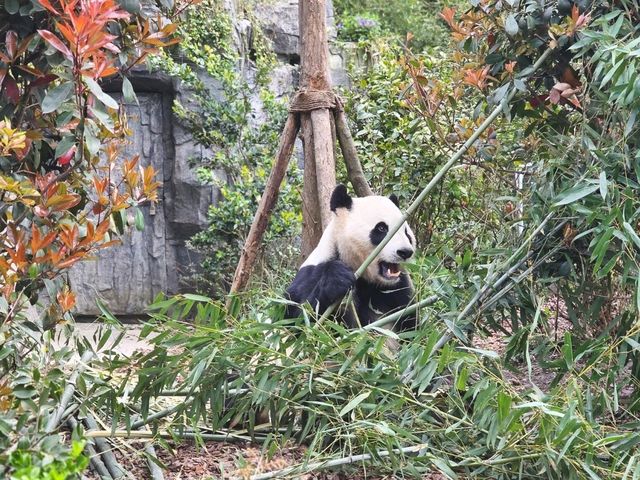 Chengdu Day Trip – Panda Valley, Qingcheng Mountain & Dujiangyan with Ancient Town Vibes!