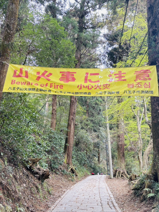 Cherry Blossoms, Tengu Legends & Scenic Trails – Springtime Magic on Mount Takao!