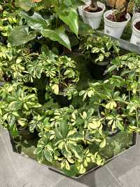 Potted Peace at Mid Valley KL